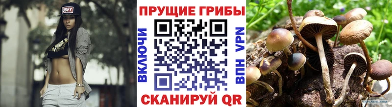 Галлюциногенные грибы Psilocybe Находка